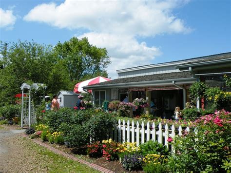 lewis strawberry farm wilmington nc