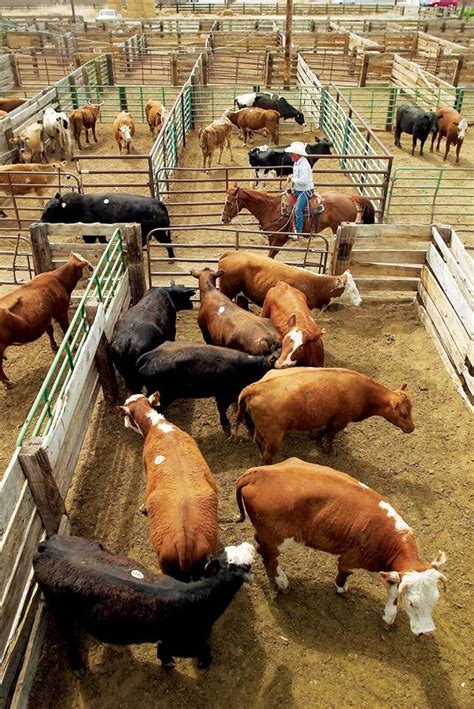 lexington texas livestock auction