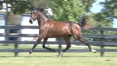 lexington yearling sale 2023