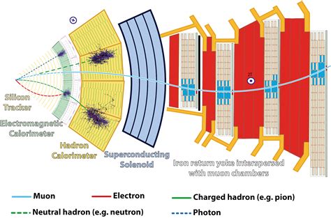lhc in medical terms