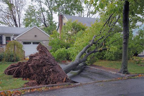 liability of tree falling in neighbor's yard