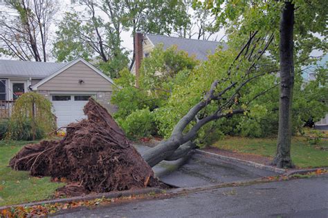 liability tree falls on neighbor's house