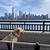 liberty state park dogs