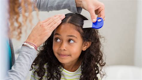 lice check preparation