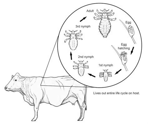 Lice In Cattle