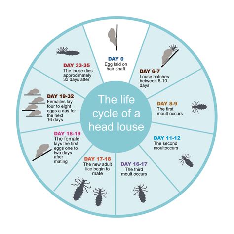 lice life cycle cdc