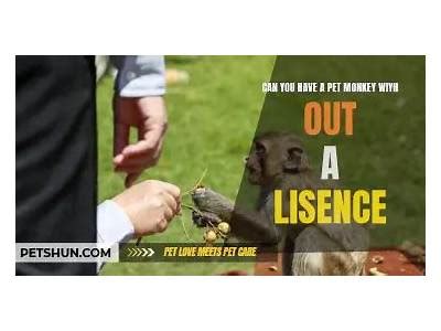 License For Pet Monkey