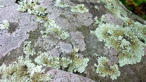 lichen on rocks
