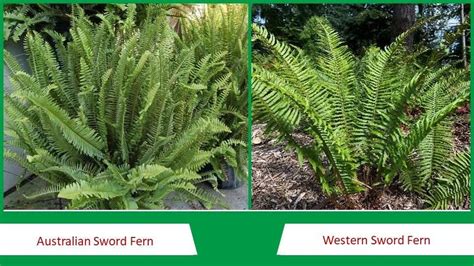 Licorice Fern Vs Sword Fern
