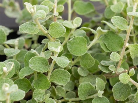The Benefits Of Growing Licorice Plant In 2023
