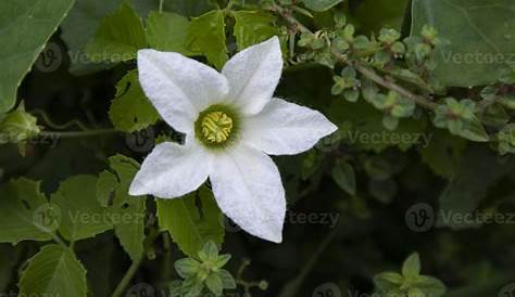 Vente Géranium Lierre à fleurs doubles blanc pas cher