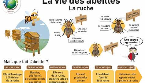 Cycle de vie dune abeille Affiche Imprimer | Etsy