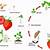 life cycle of strawberry plants