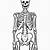 life size printable skeleton