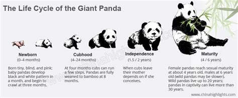 life cycle giant panda
