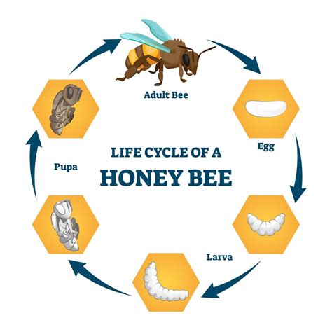 life cycle of a bee
