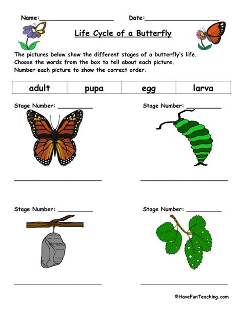life cycle of a butterfly worksheets