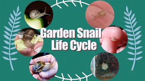 life cycle of a garden snail