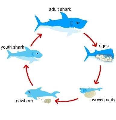 life cycle of a goblin shark