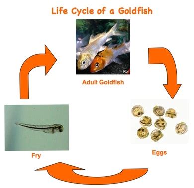 life cycle of a goldfish