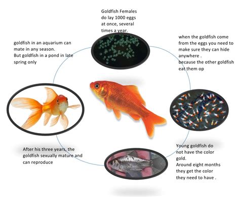 life cycle of a goldfish diagram
