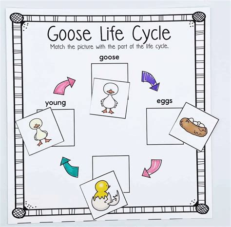 life cycle of a goose