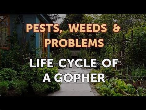 life cycle of a gopher