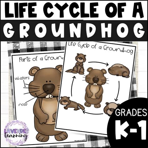 life cycle of a groundhog