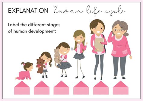 Life Cycle Of A Human Printable