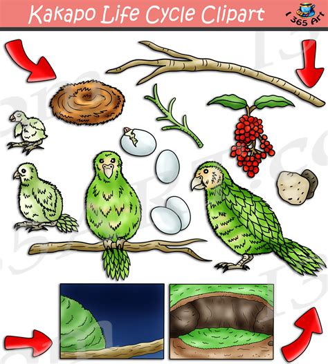 life cycle of a kakapo