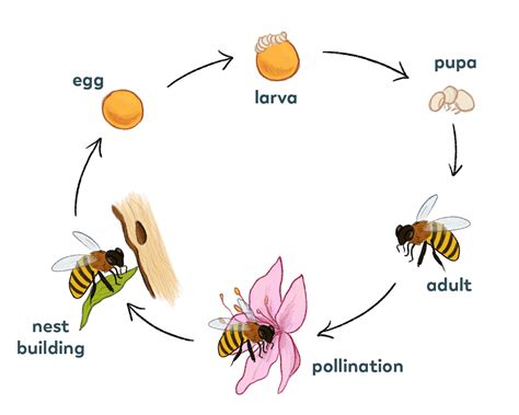 life cycle of a solitary bee