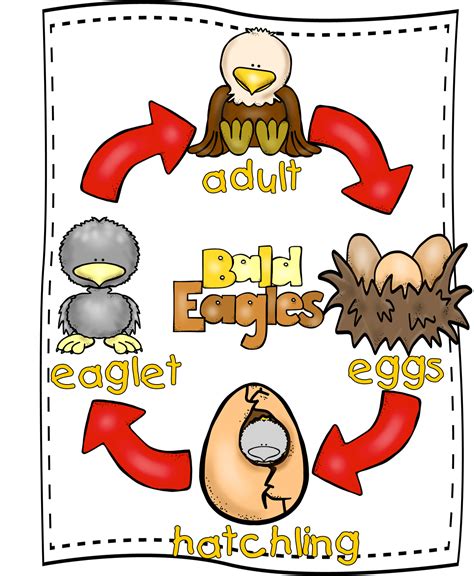 life cycle of an eagle for kids