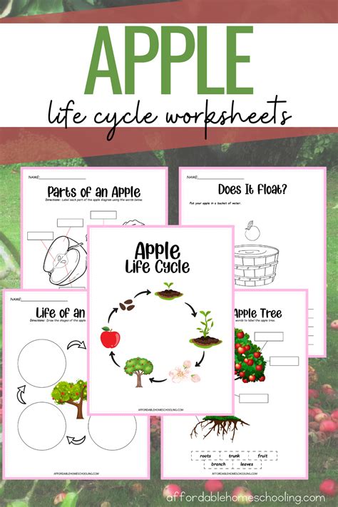 Life Cycle Of Apple Printable