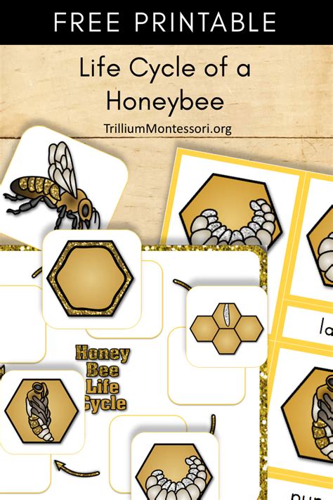 Life Cycle Of Bee Printable