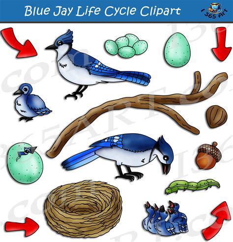 life cycle of blue jay