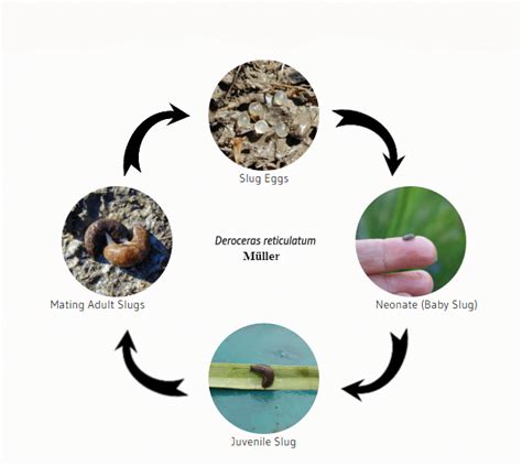 life cycle of garden slugs and snails