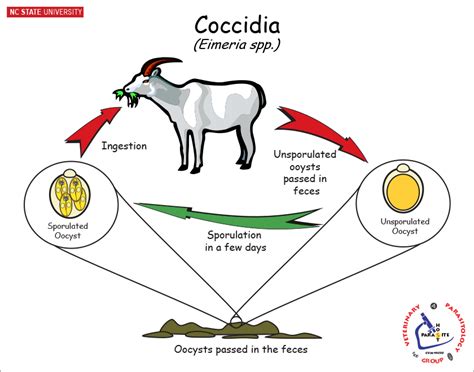 life cycle of goat