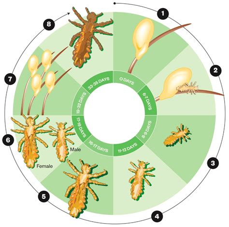 life cycle of goat lice