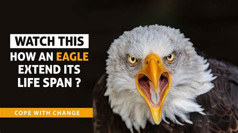 life expectancy of a eagle
