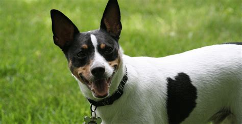 life expectancy of rat terrier dogs
