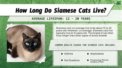 life expectancy of siamese cats