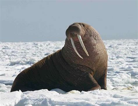life expectancy of walruses