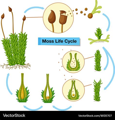 life history of moss