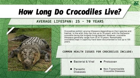 life of a crocodile