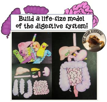 Life Size Digestive System Printable Pdf