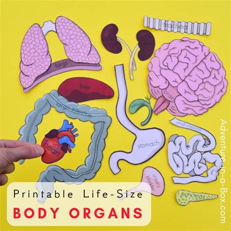Life Size Organs Printable