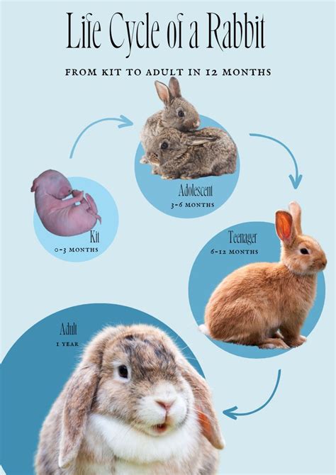 life span of a hare