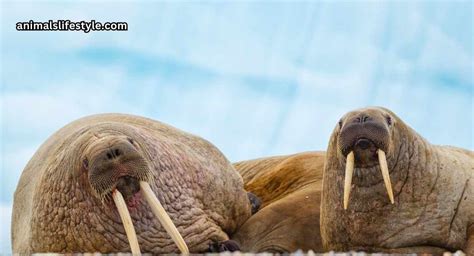 life span of a walrus