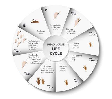 life span of lice
