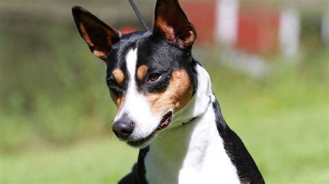 life span of rat terrier dogs